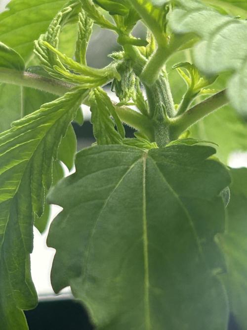 BLUEBERRY GLUE * EXPERT SEEDS * AEROPONI. Week 2