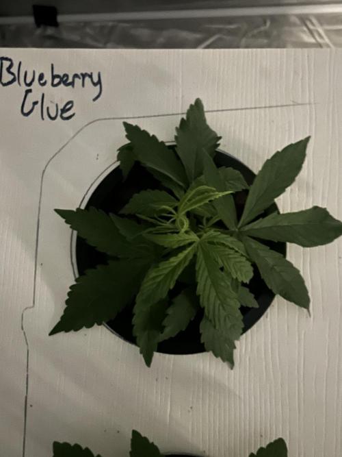 BLUEBERRY GLUE * EXPERT SEEDS * AEROPONI. Week 2 - Day 20