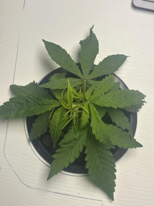 BLUEBERRY GLUE * EXPERT SEEDS * AEROPONI. Week 2 - 20