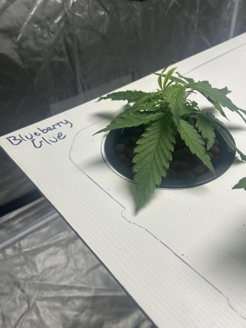 BLUEBERRY GLUE * EXPERT SEEDS * AEROPONI. Week 2 - 20