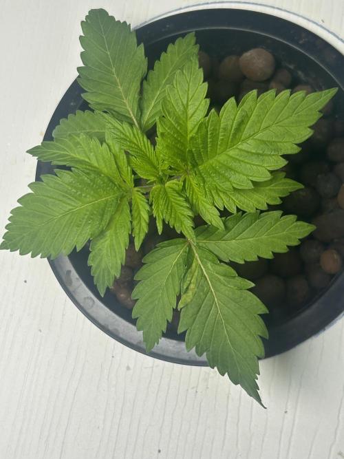 GUSH MINTS - EXPERT SEEDS * LOW PSI AERO. Week 2