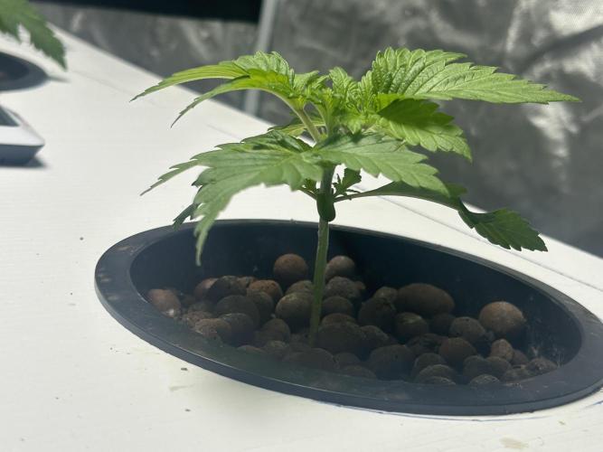 GUSH MINTS - EXPERT SEEDS * LOW PSI AERO. Week 2