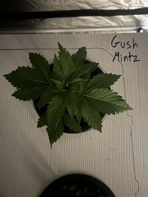 GUSH MINTS - EXPERT SEEDS * LOW PSI AERO. Week 2 - Day 20