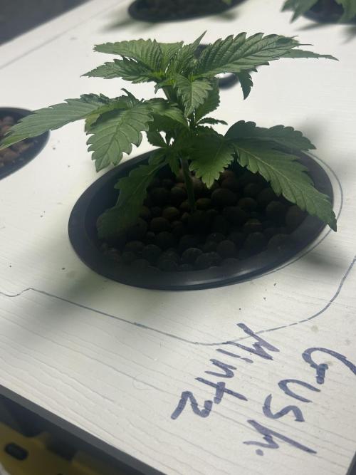 GUSH MINTS - EXPERT SEEDS * LOW PSI AERO. Week 2 - 20