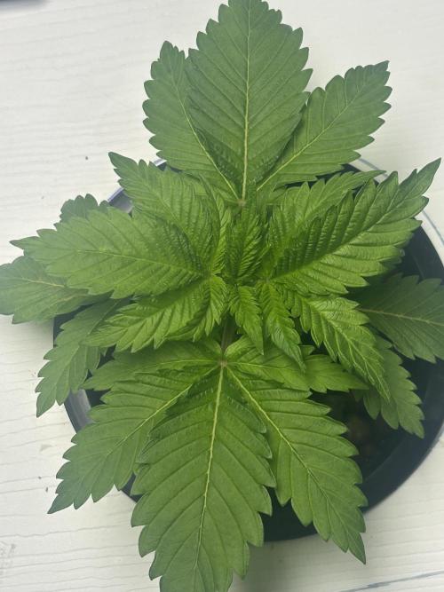 GUSH MINTS - EXPERT SEEDS * LOW PSI AERO. Week 2 - 20