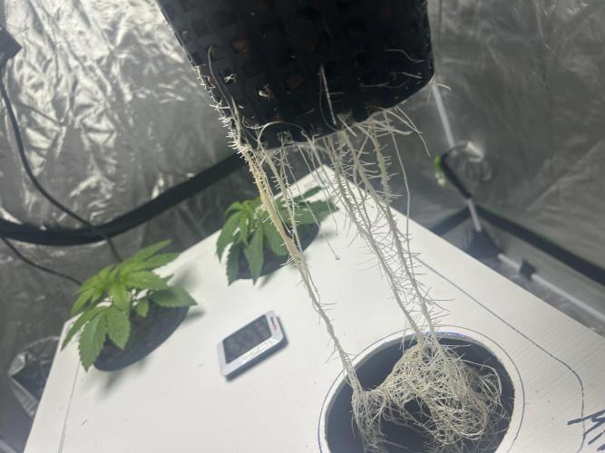 GUSH MINTS - EXPERT SEEDS * LOW PSI AERO. Week 2 - 20
