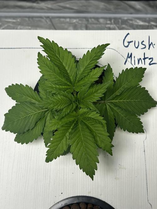 GUSH MINTS - EXPERT SEEDS * LOW PSI AERO. Week 3 - Day 22 