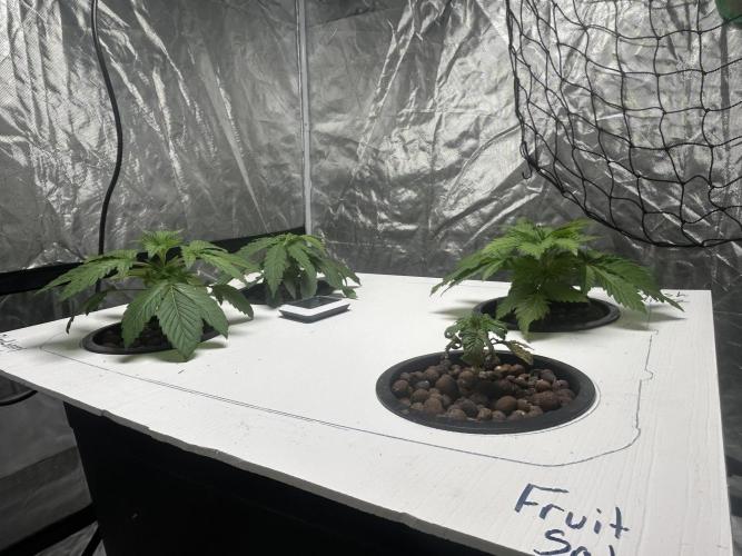 GUSH MINTS - EXPERT SEEDS * LOW PSI AERO. Week 3 - Day 22 