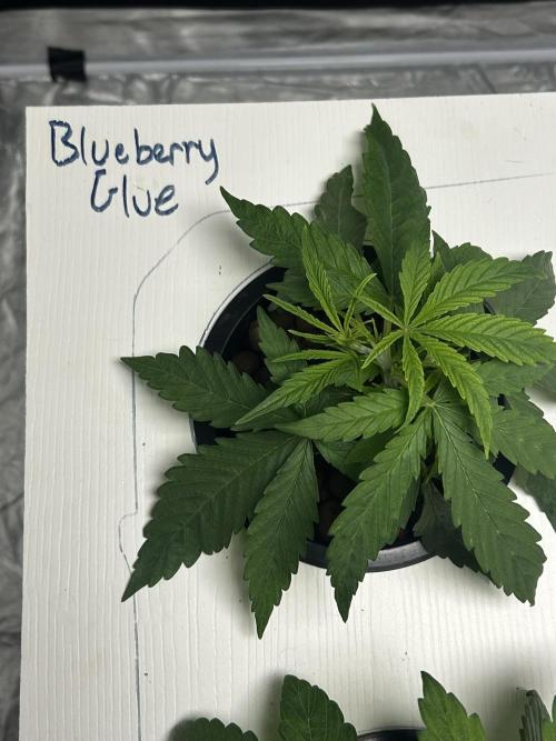 BLUEBERRY GLUE * EXPERT SEEDS * AEROPONI. Week 3 - Day 22