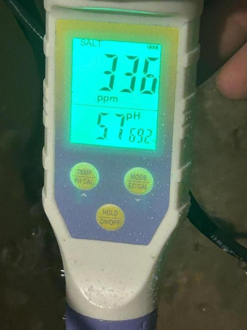 BLACKBERRY MOONROCKS * EXPERT SEED* AERO. Week 3 - Day 22