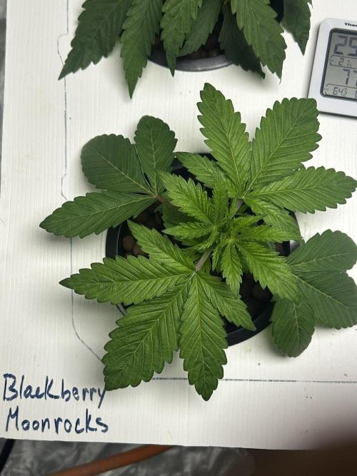 BLACKBERRY MOONROCKS * EXPERT SEED* AERO. Week 3 - Day 22