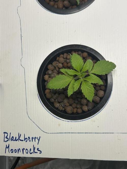 BLACKBERRY MOONROCKS * EXPERT SEED* AERO. Week 2 - Day 16
