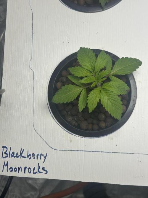 BLACKBERRY MOONROCKS * EXPERT SEED* AERO. Week 2