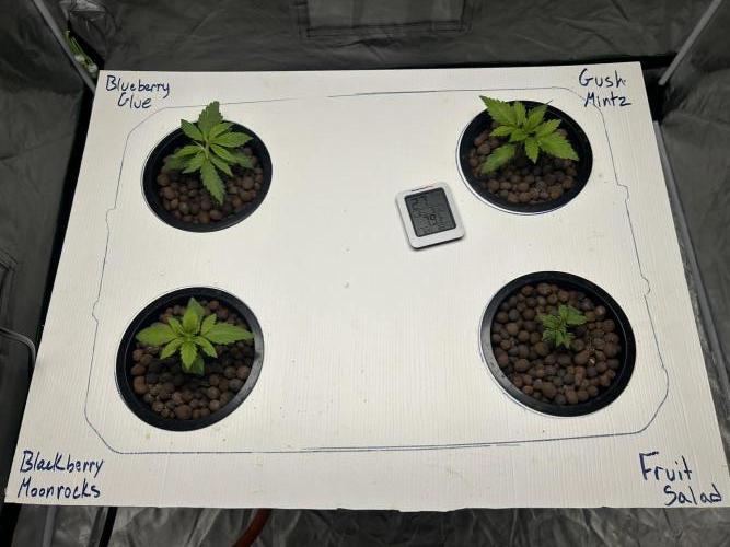 GUSH MINTS - EXPERT SEEDS * LOW PSI AERO. Week 2 - Day 16