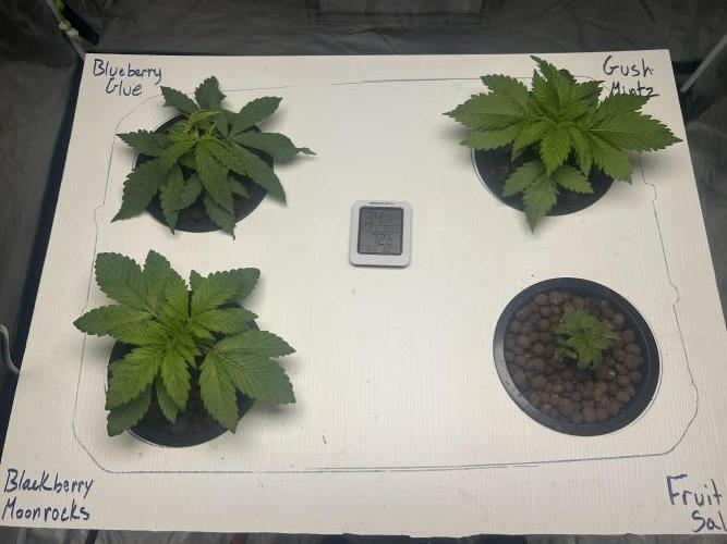 BLUEBERRY GLUE * EXPERT SEEDS * AEROPONI. Week 2 - 20