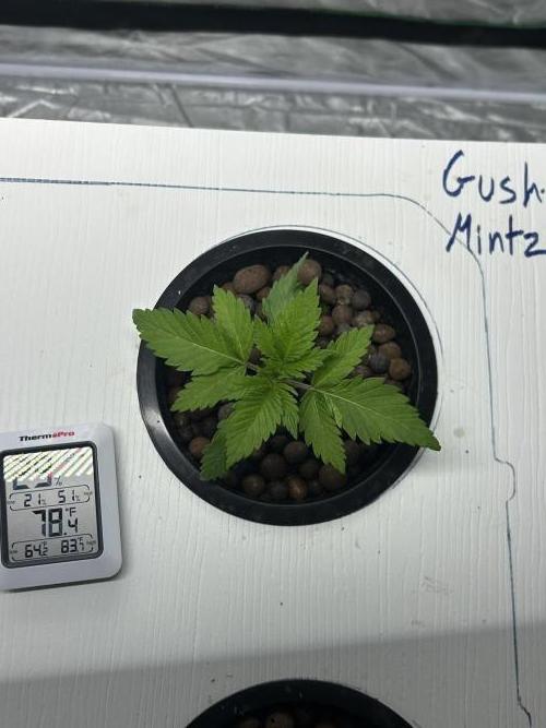 GUSH MINTS - EXPERT SEEDS * LOW PSI AERO. Week 2 - Day 17