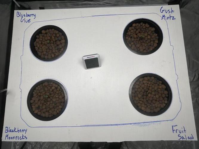 BLACKBERRY MOONROCKS * EXPERT SEED* AERO. Week 0