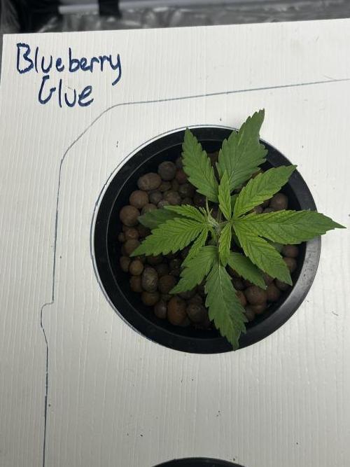 BLUEBERRY GLUE * EXPERT SEEDS * AEROPONI. Week 2 - Day 16