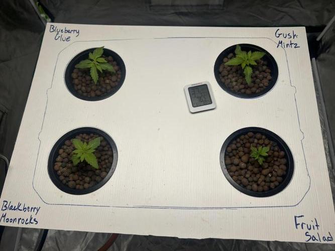 GUSH MINTS - EXPERT SEEDS * LOW PSI AERO. Week 1