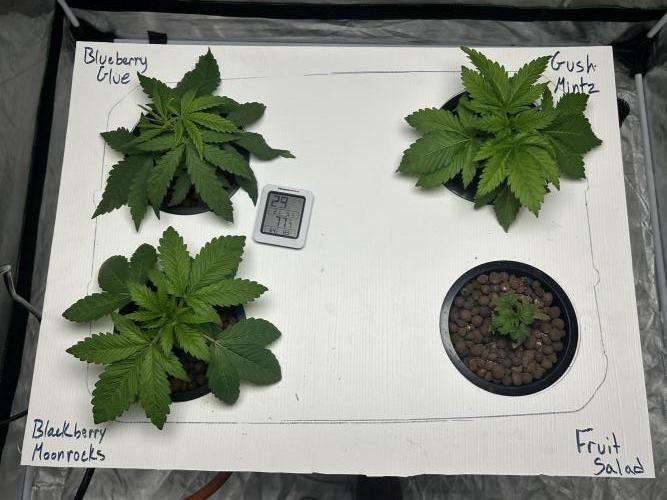GUSH MINTS - EXPERT SEEDS * LOW PSI AERO. Week 3 - Day 22 