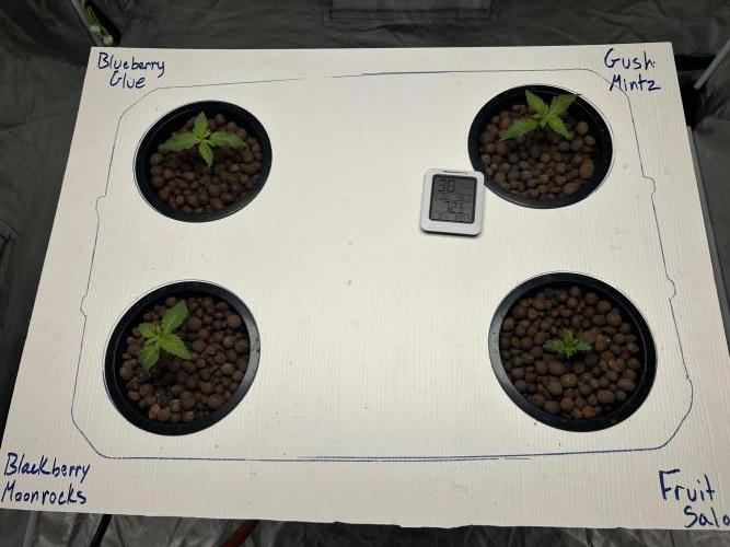 GUSH MINTS - EXPERT SEEDS * LOW PSI AERO. Week 1