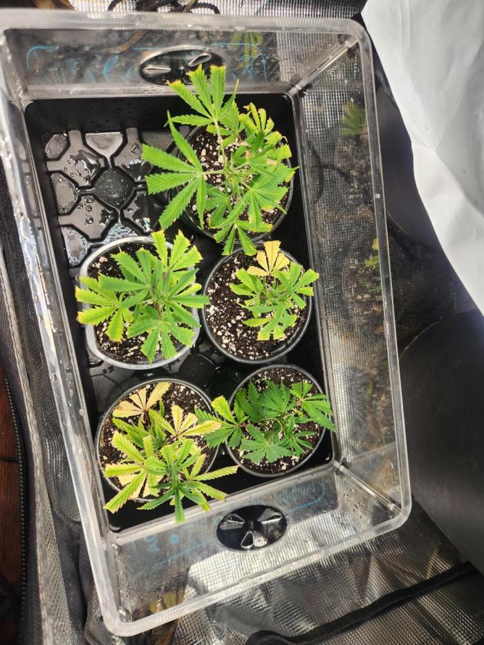 Chicken waffelz. Week 0 - Chicken and waffelz clones