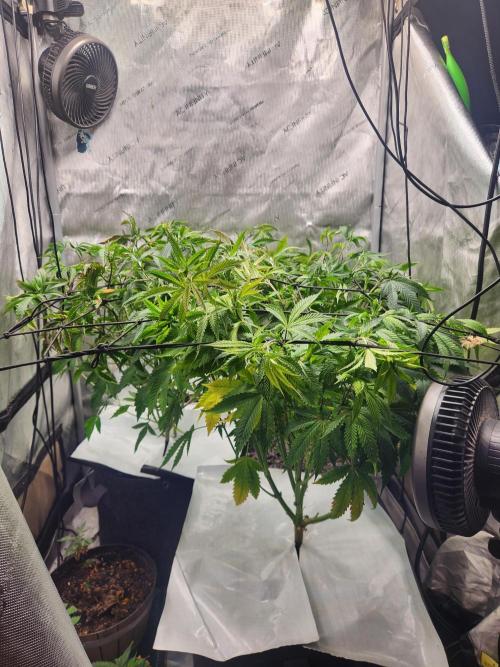 Chicken waffelz. Week 5 - Plants having light burn dude to other tent only being 2ft tall