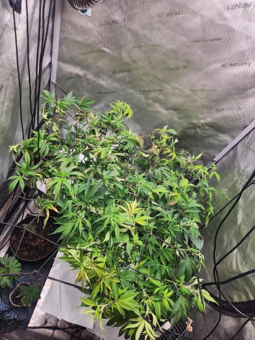 Chicken waffelz. Week 5 - Right before flower clean bottom stems and did lst with neting for more tops