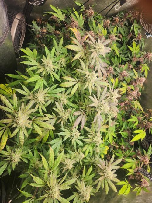 Chicken waffelz. Week 10