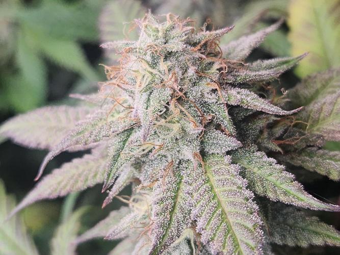 Chicken waffelz. Week 10