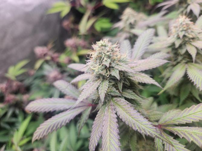 Chicken waffelz. Week 10