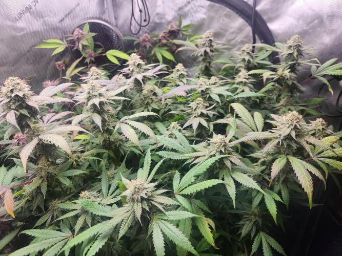 Chicken waffelz. Week 10