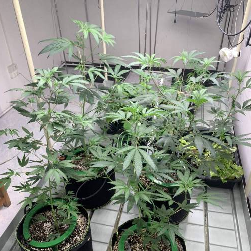 Clone cc s1. Week 2