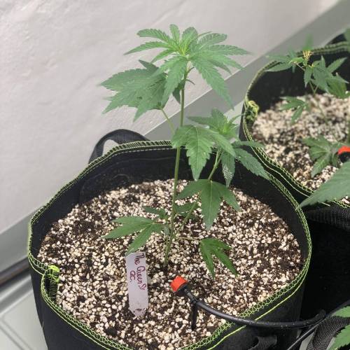 Clone cc s1. Week 1