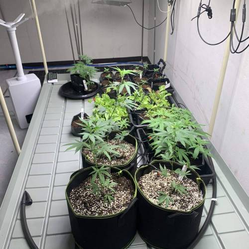 Clone cc s1. Week 1