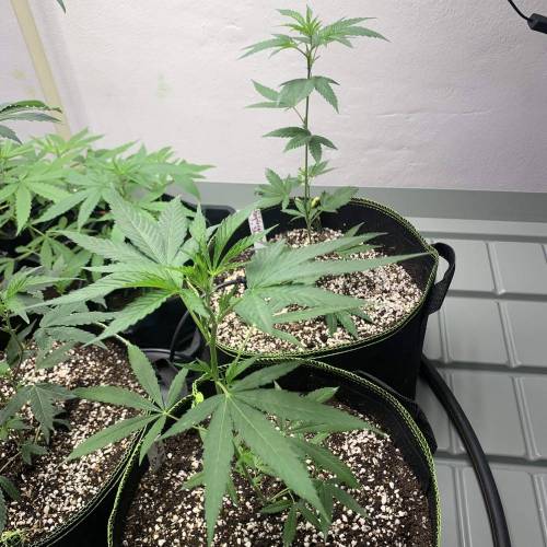 Clone cc s1. Week 1