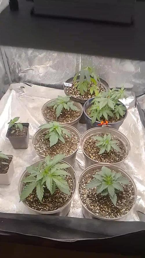 Original Sensible Seeds Grow