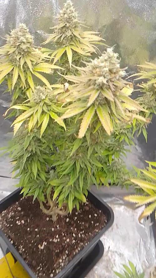 Original Sensible Seeds Grow