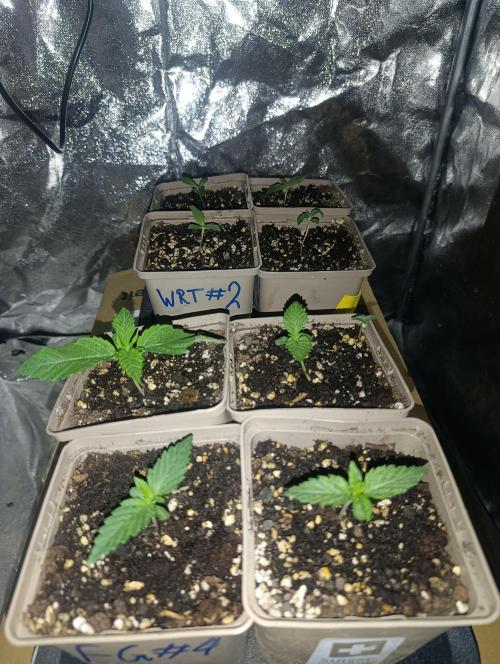 Frosted Guava by OSS. Week 0