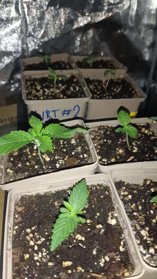 Frosted Guava by OSS