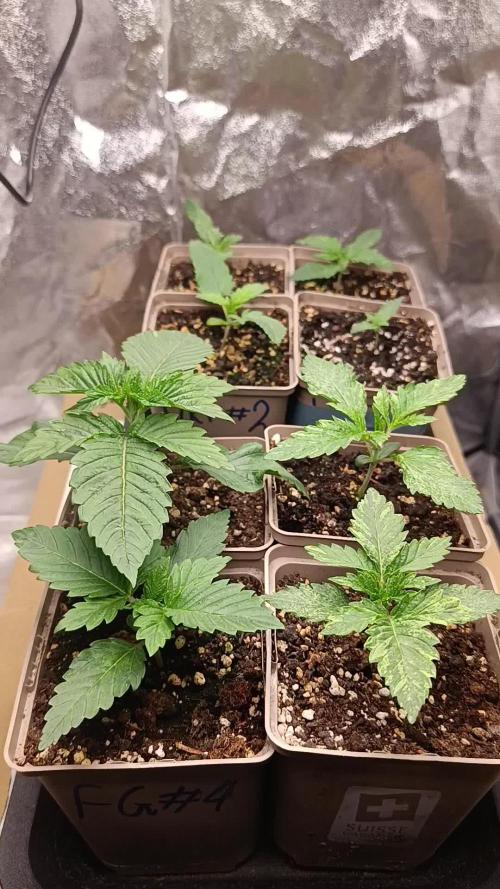 Frosted Guava by OSS