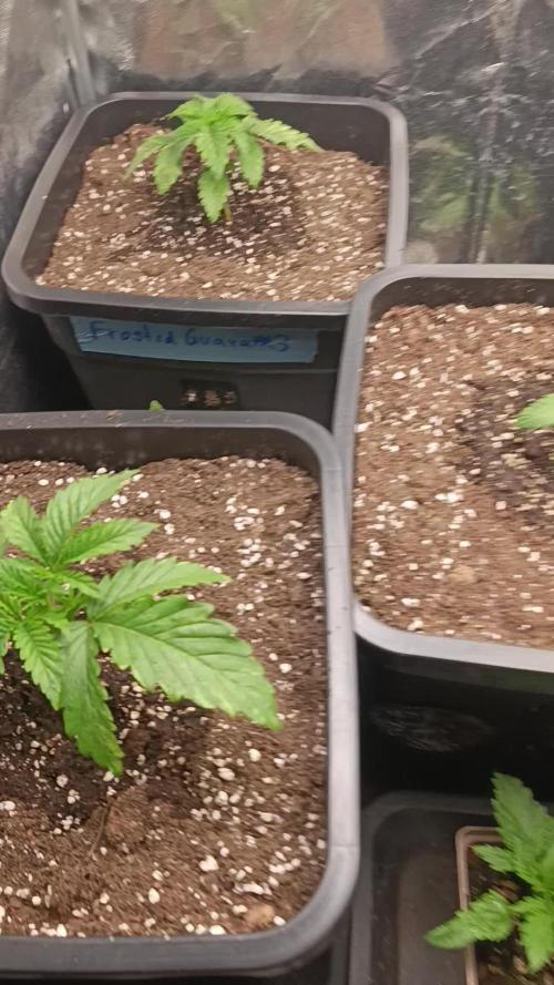 Frosted Guava by OSS