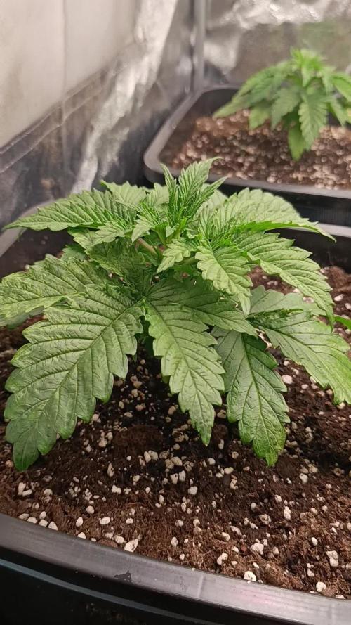 Frosted Guava by OSS