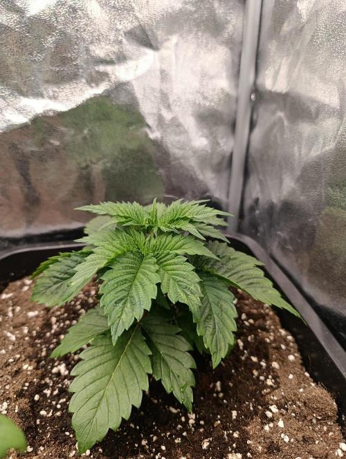 Frosted Guava by OSS. Week 3