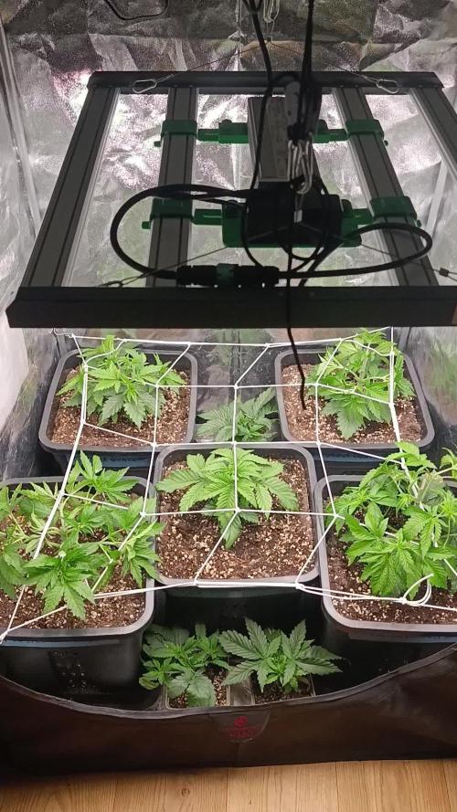 Frosted Guava by OSS