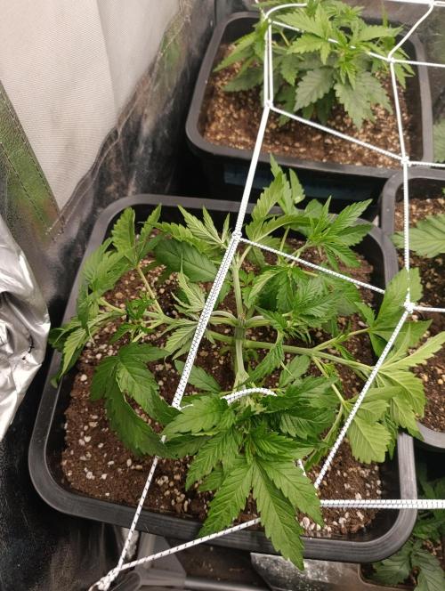 Frosted Guava by OSS. Week 4