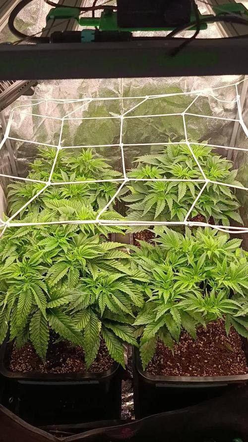 Frosted Guava by OSS