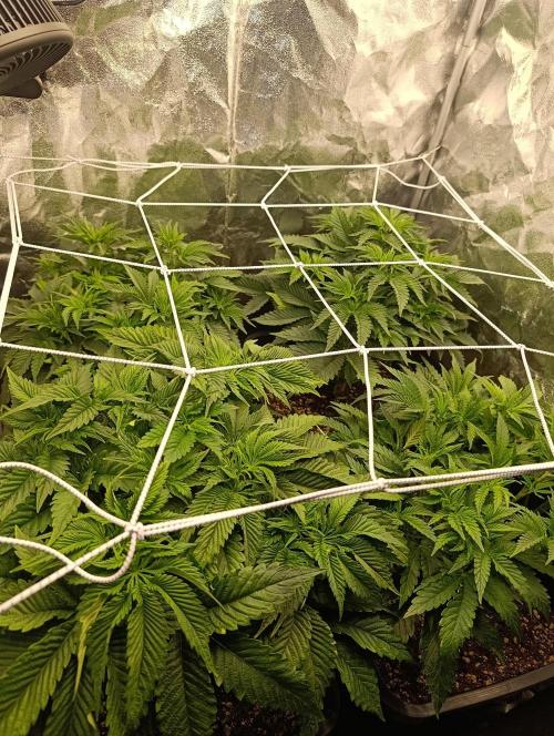 Frosted Guava by OSS. Week 5