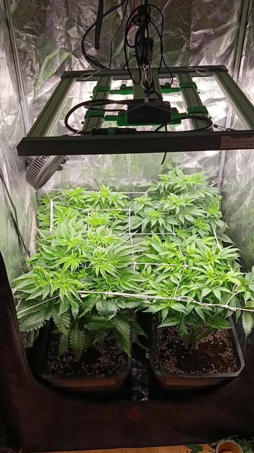 Frosted Guava by OSS