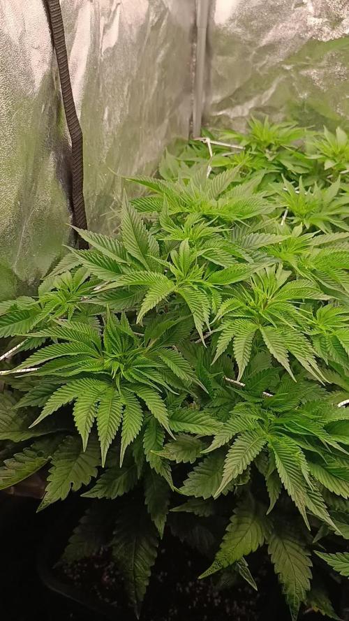 Frosted Guava by OSS